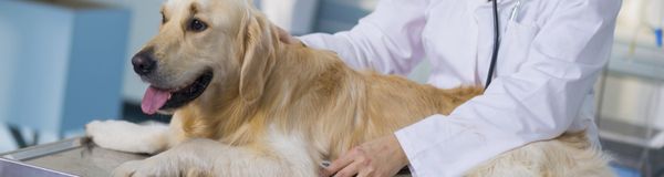 MEDICINA VETERINÁRIA