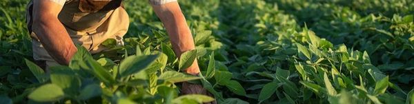 agroindustria